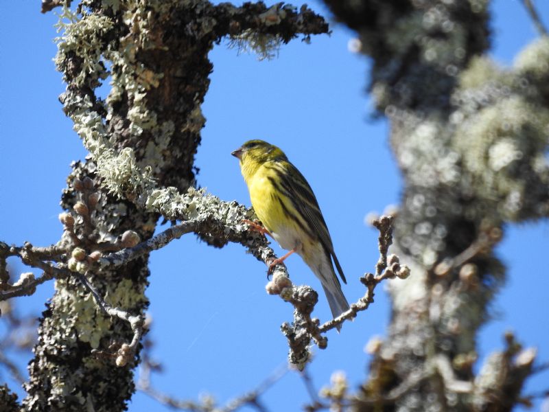 Verzellino (Serinus serinus)