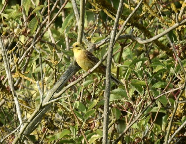 Zigolo giallo (Emberiza citrinella)