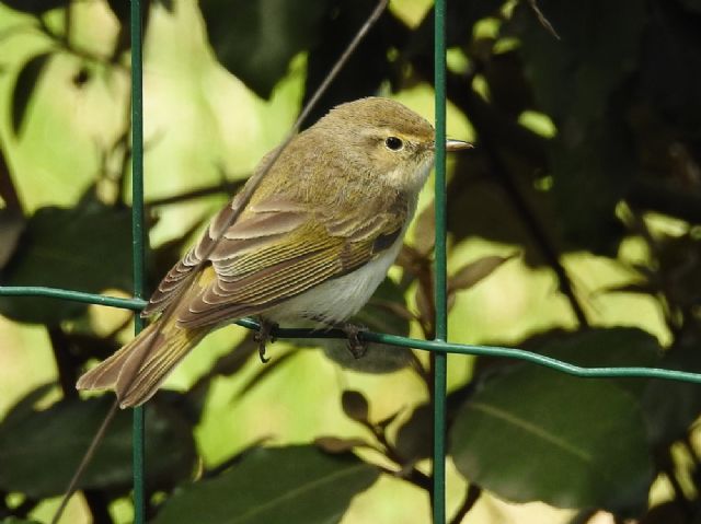 Lu piccolo (Phylloscopus collybita)