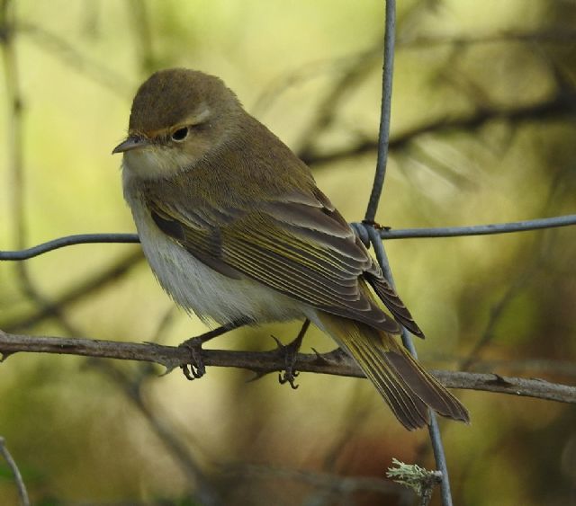 Lu piccolo (Phylloscopus collybita)