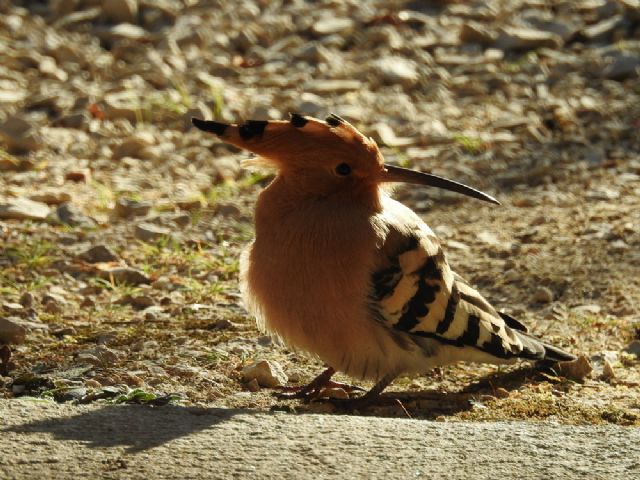 Upupa eurasiatica (Upupa epops) - sorpresa pasquale