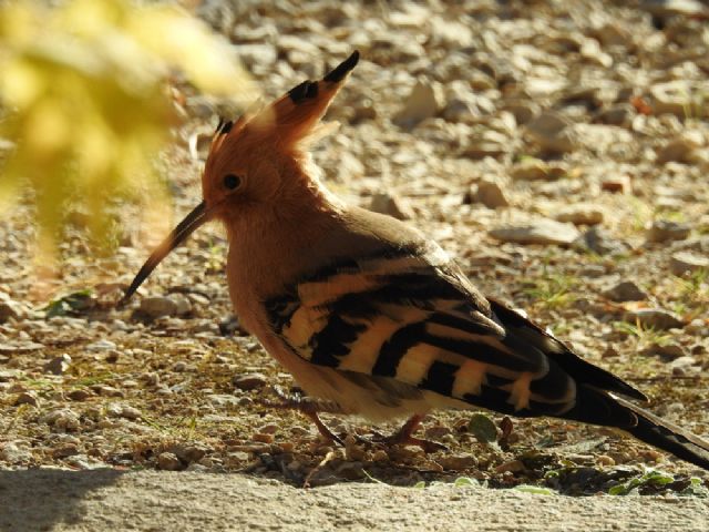 Upupa eurasiatica (Upupa epops) - sorpresa pasquale