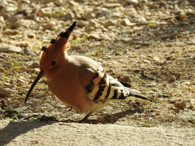 Upupa eurasiatica (Upupa epops) - sorpresa pasquale