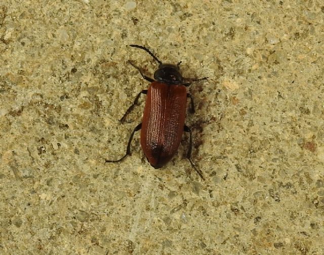 Omophlus sp., Tenebrionidae Alleculinae