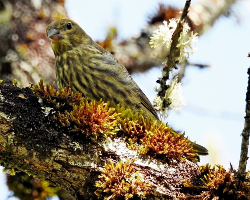 Verzellino (Serinus serinus) ?