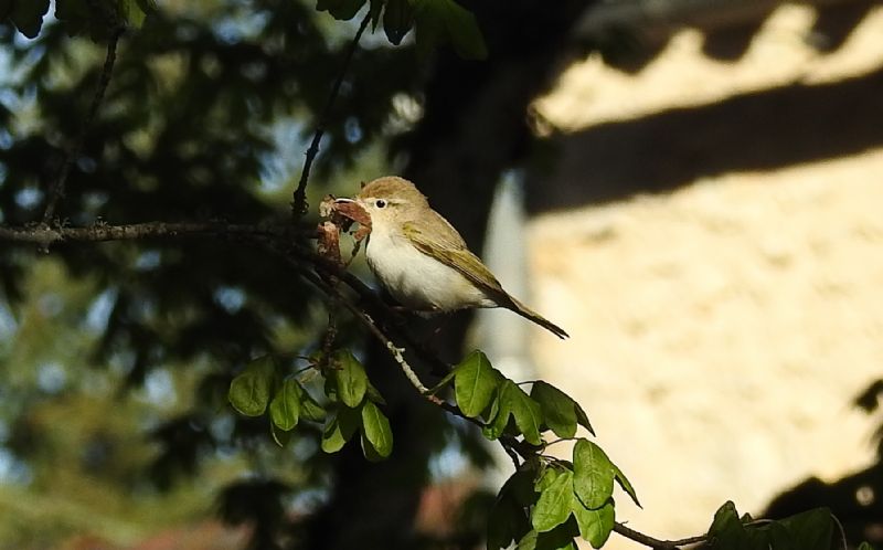 Uccellini da id.: Lu� bianco (''?) e Lu� piccolo