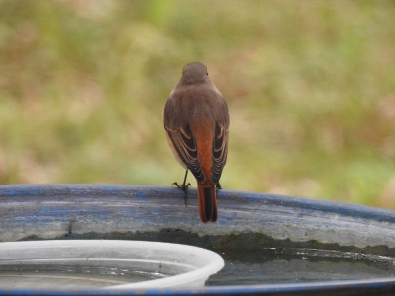 Usignolo ? No, Codirosso comune