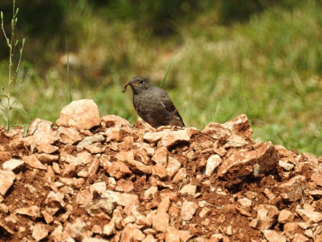 Codirosso spazzacamino (Phoenicurus ochruros)