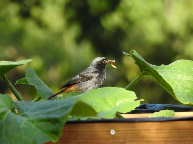 Codirosso spazzacamino (Phoenicurus ochruros)