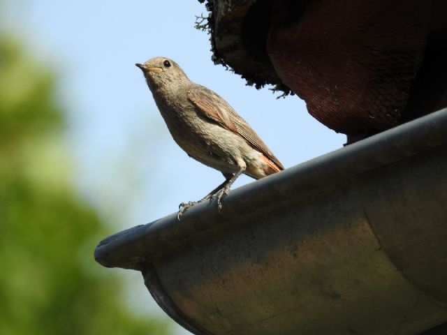 Codirosso spazzacamino (Phoenicurus ochruros)