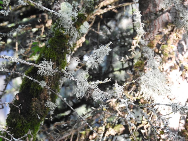 Uccellini da id.: Lu� bianco (''?) e Lu� piccolo