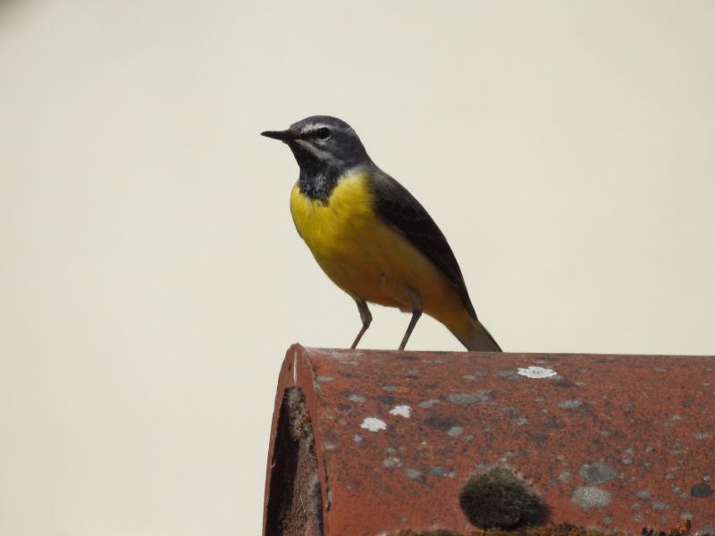 Cutrettola o ballerina gialla ? Ballerina gialla (Motacilla cinerea)