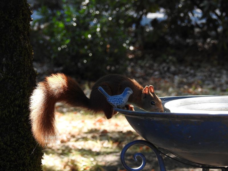 Scoiattolo rosso o comune (Sciurus vulgaris