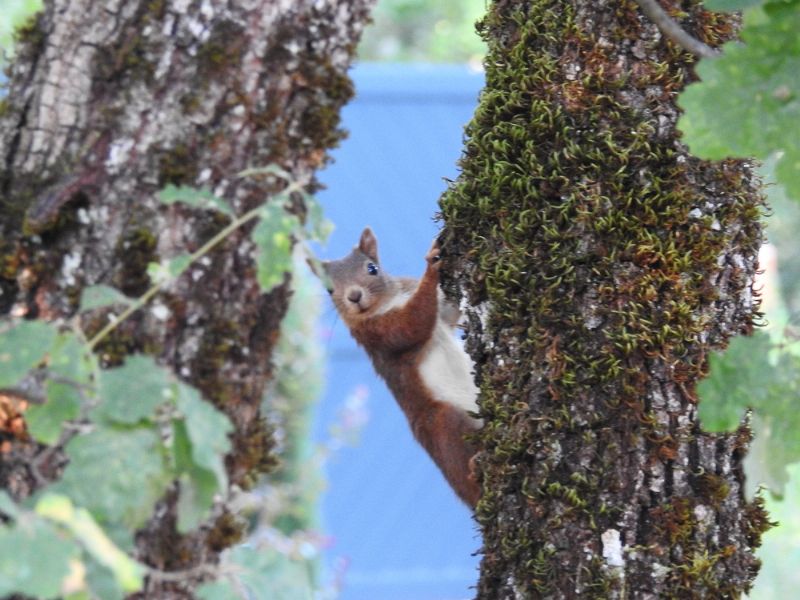 Scoiattolo rosso o comune (Sciurus vulgaris