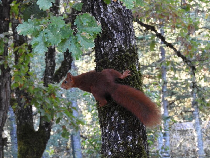 Scoiattolo rosso o comune (Sciurus vulgaris