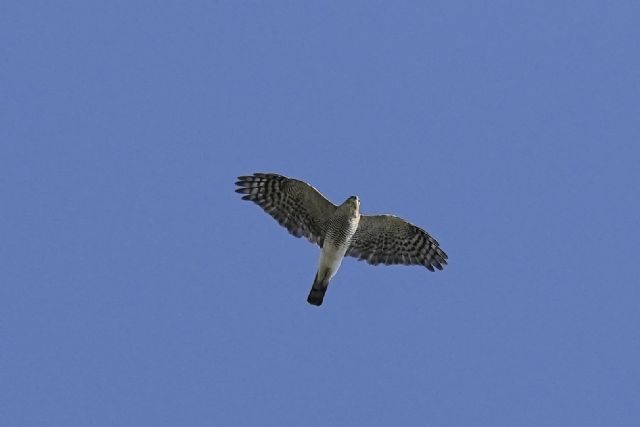 Rapace ID