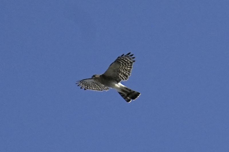Rapace ID