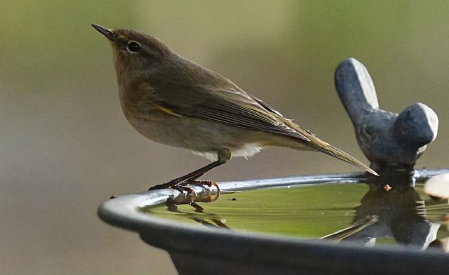 Lu piccolo (Phylloscopus collybita )