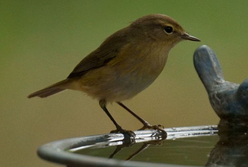 Lu piccolo (Phylloscopus collybita )