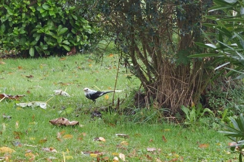 Merlo leucistico ( Turdus merula )