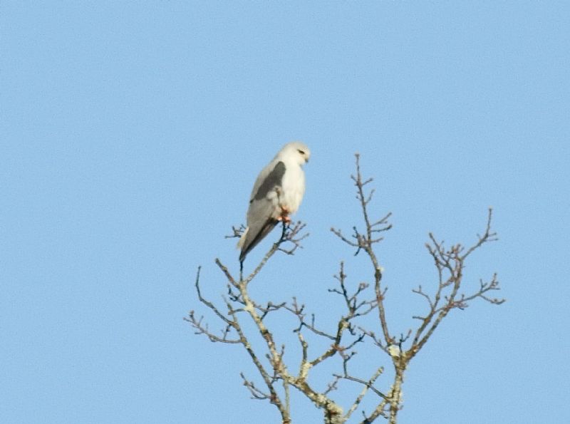 Nibbio bianco (Elanus caeruleus)