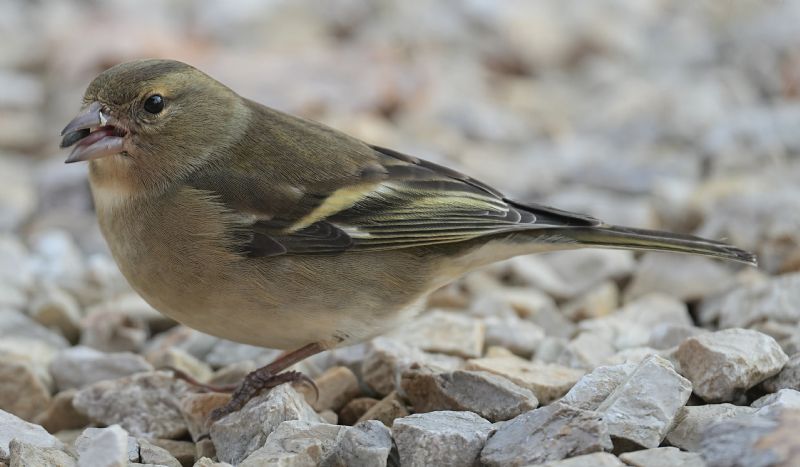 Fringuello (Fringilla coelebs)