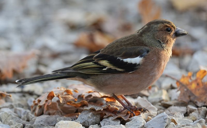 Fringuello (Fringilla coelebs)