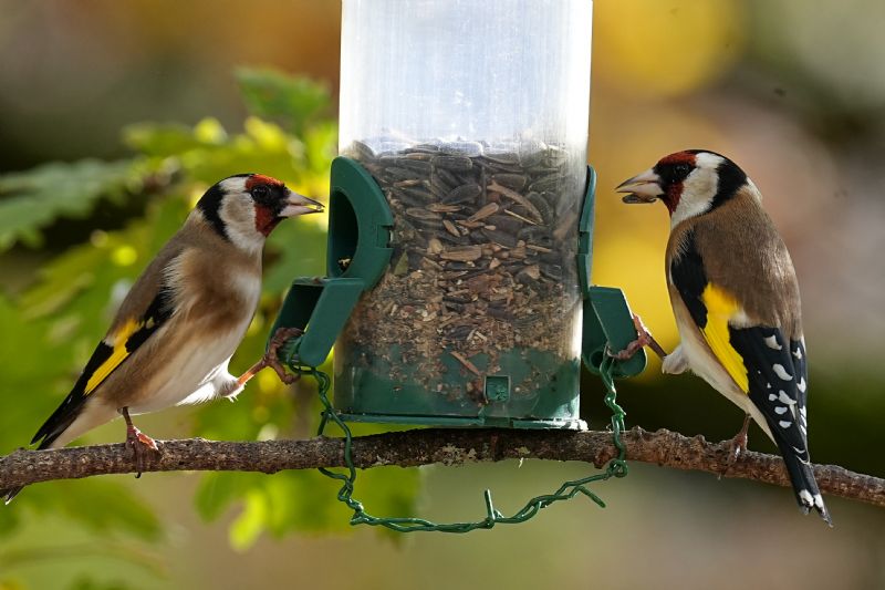 Cardellino (Carduelis carduelis)