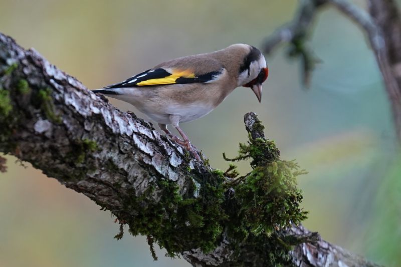 Cardellino (Carduelis carduelis)