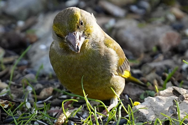 Verdone  (Chloris chloris)
