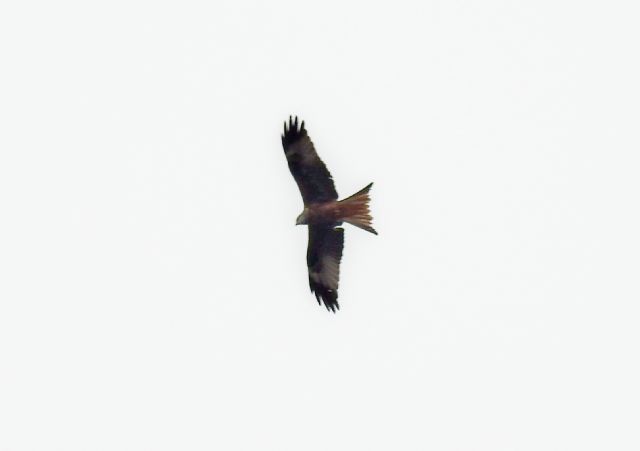 Nibbio reale (Milvus milvus)