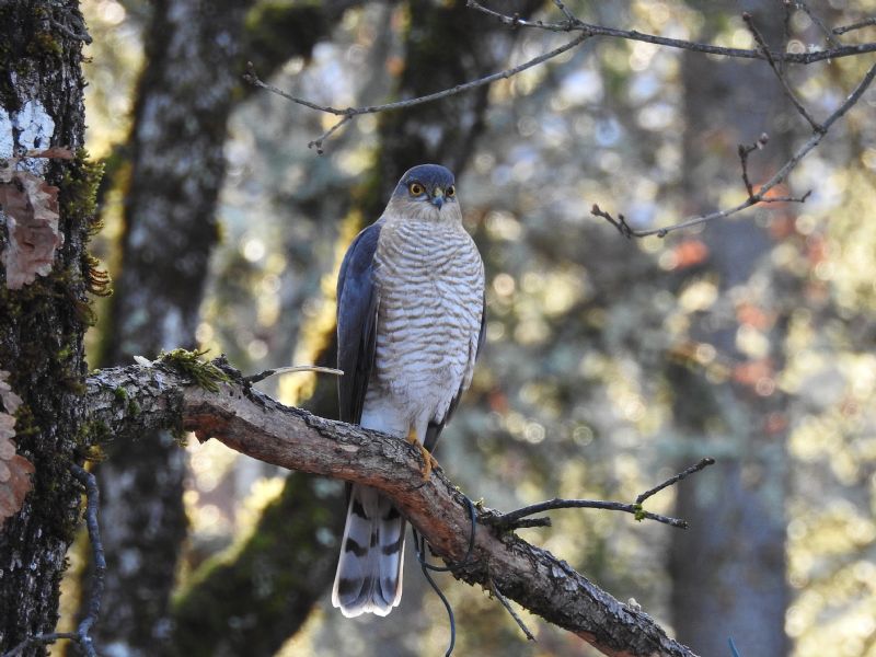 Sparviero (Accipiter nisus)