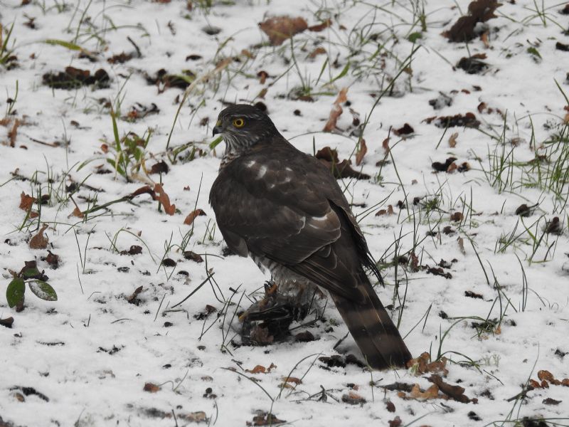 Sparviero (Accipiter nisus)