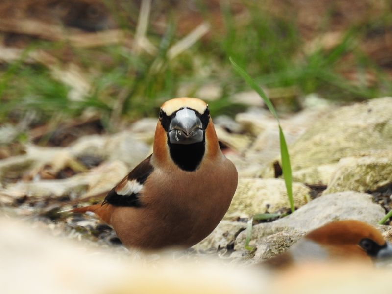 Frosone comune (Coccothraustes coccothraustes