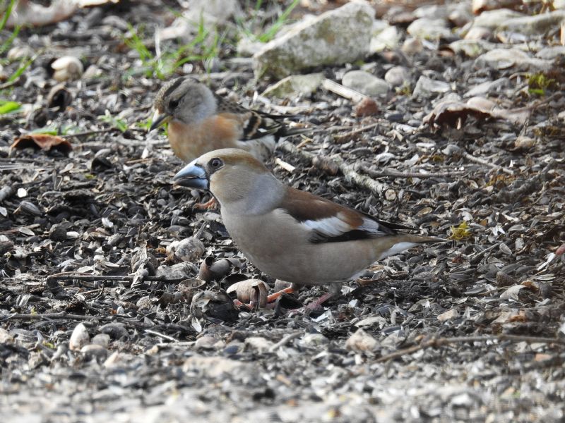 Frosone comune (Coccothraustes coccothraustes