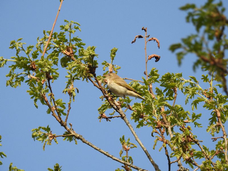 lu bianco (Phylloscopus bonelli )