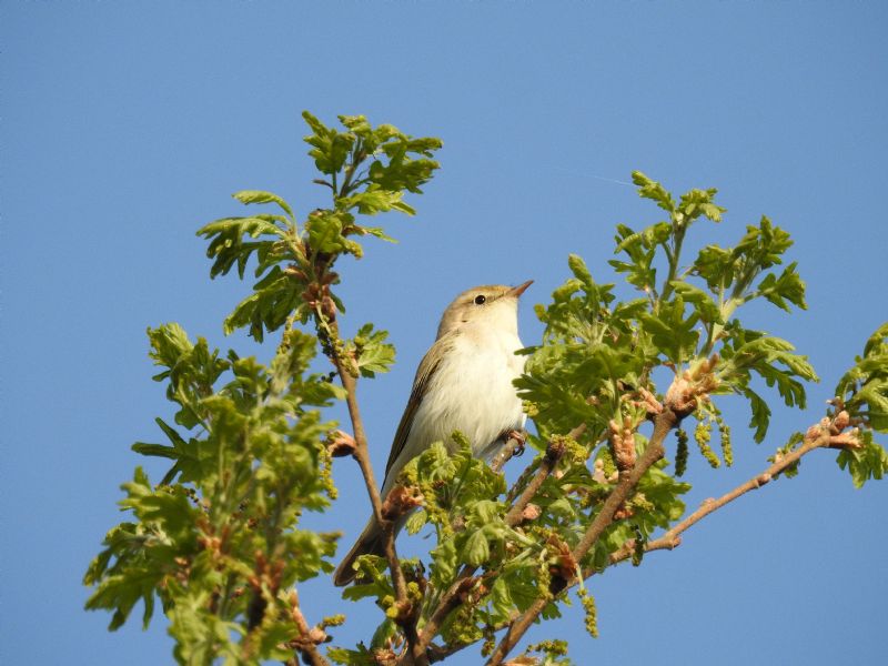 lu bianco (Phylloscopus bonelli )