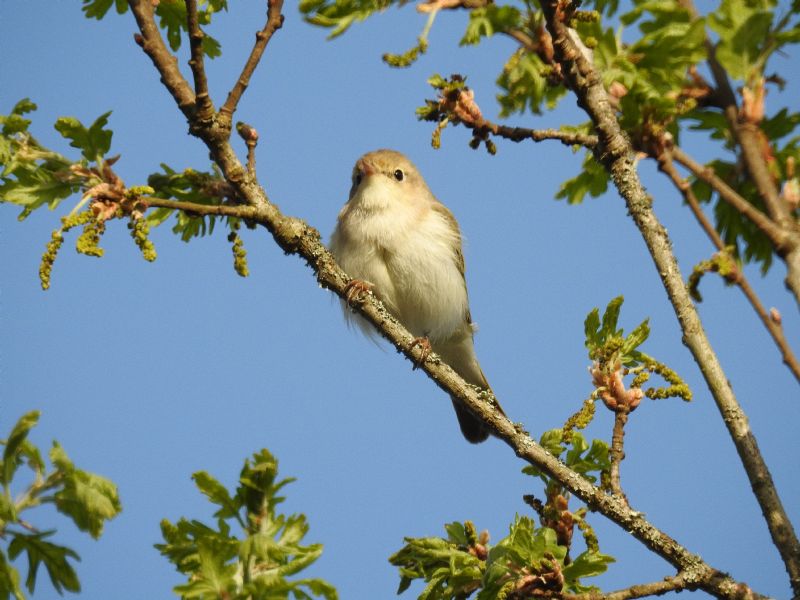 lu bianco (Phylloscopus bonelli )