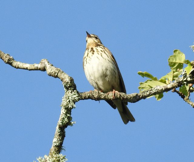 Prispolone (Anthus trivialis)