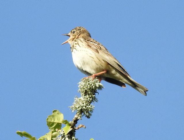 Prispolone (Anthus trivialis)