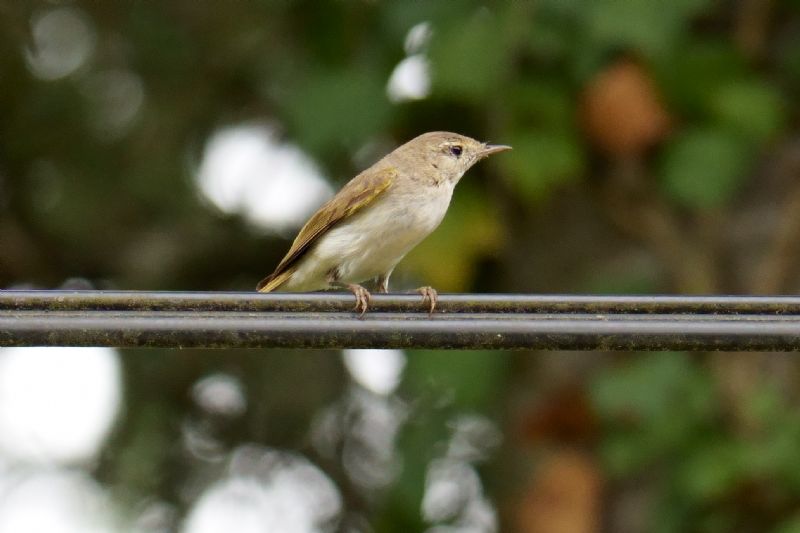 Lu grosso (Phylloscopus trochilus) ? S