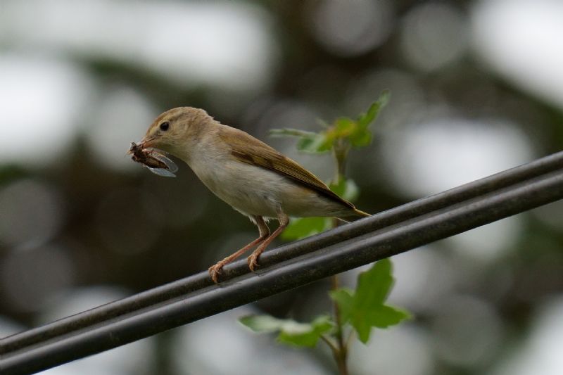 Lu grosso (Phylloscopus trochilus) ? S