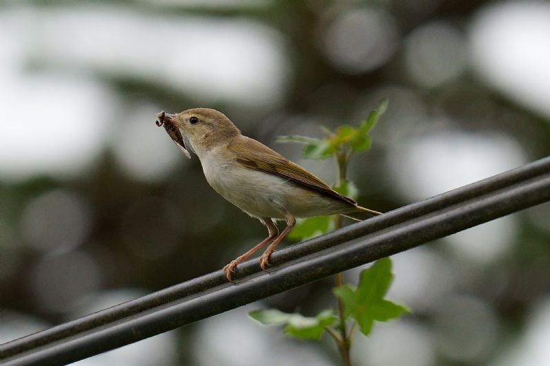 Lu grosso (Phylloscopus trochilus) ? S