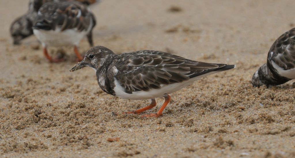 Voltapietre (Arenaria interpres)