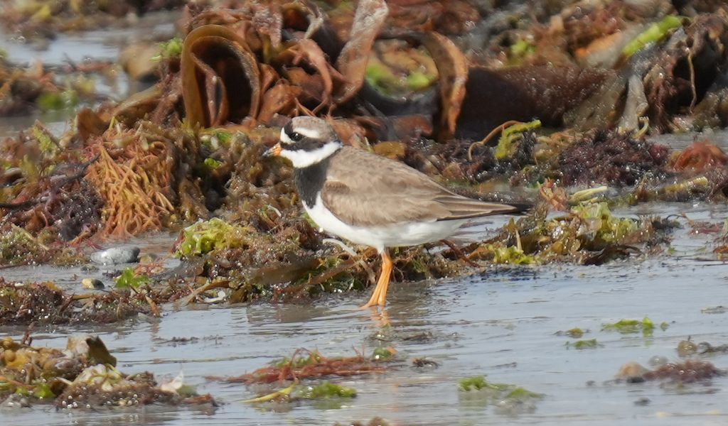 Voltapietre (Arenaria interpres)