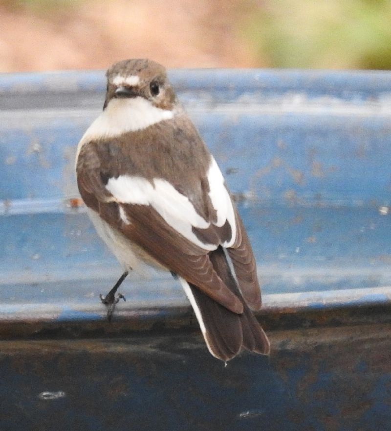 Balia nera (Ficedula hypoleuca)