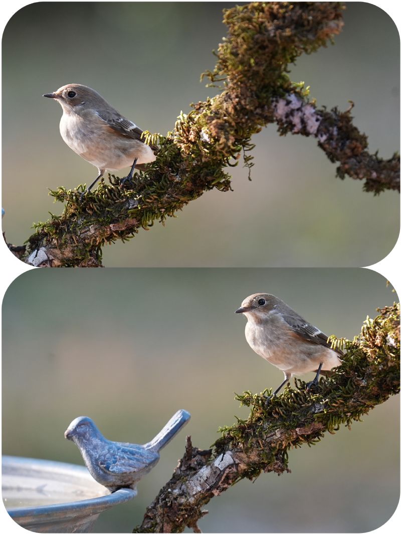 abbeveratoio - piscina