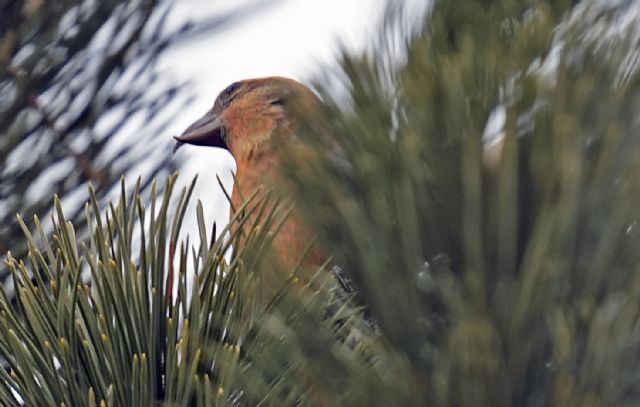 Crociere comune (Loxia curvirostra)