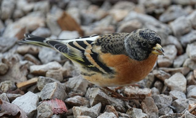 Peppola (Fringilla montifringilla)