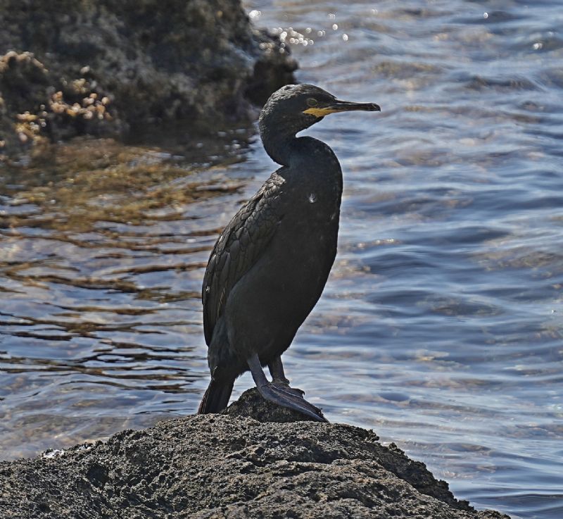 Cormorani...lasciati soli...